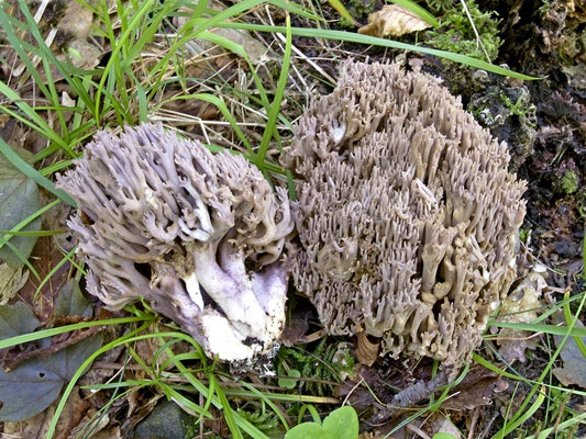 Ramaria fennica var. fumigata (Peck) Schild 1995 (NON COMMESTIBILE) Foto Emilio Pini 