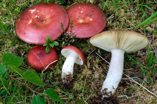 Russula vinososordida Ruots. & Vauras 2000 (COMMESTIBILE) Foto Emilio Pini