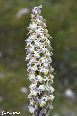 Neotinea maculata (Regione Sardegna)