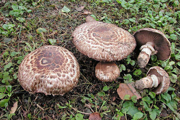 Agaricus subperonatus (J.E. Lange) Singer (COMMESTIBILE)                    Foto Emilio Pini