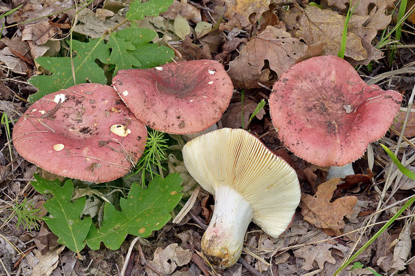 Russula alutacea (Fr.) Fr. 1838 (COMMESTIBILE) Foto Emilio Pini 