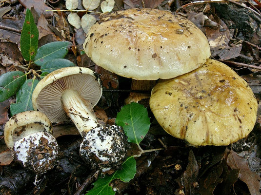 Cortinarius humolens Brandrud  (NON COMMESTIBILE) Foto Emilio Pini