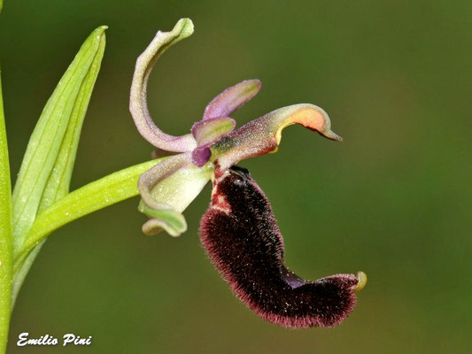 Ophrys bertoloni