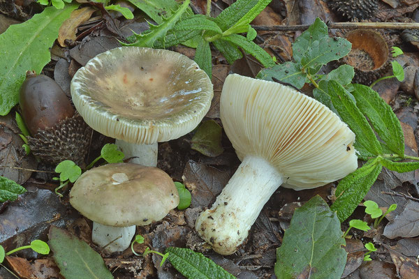 Russula anatina Romagnesi (COMMESTIBILE) Foto Emilio Pini 