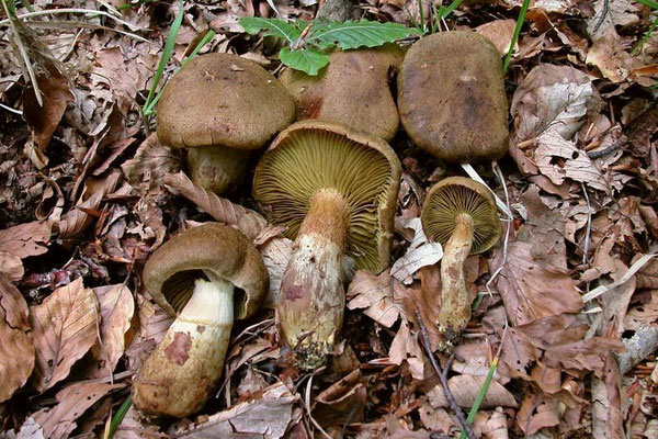 Cortinarius cotoneus Fr. (VELENOSO)  Foto Emilio Pini