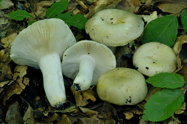 Russula faustiana Sarnari 1992 (COMMESTIBILE) Foto Emilio Pini 