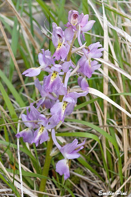 Orchis ovalis x Orchis pauciflora  Regione Toscana