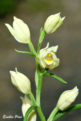 Cephalanthera damasonium