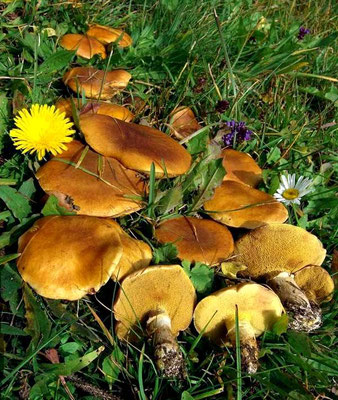 Suillus grevillei (Klotzsch) Singer 1945 (COMMESTIBILE) Foto Emilio Pini 