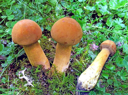 Phaeolepiota aurea (Matt.) Maire 1928 (NON COMMESTIBILE) Foto Emilio Pini