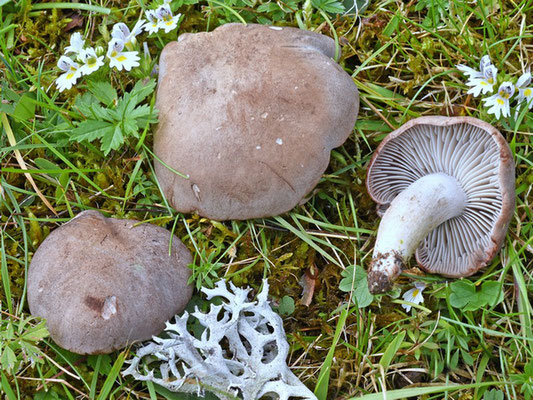 Pseudotricholoma metapodium (Fr.) Sánchez-García & Matheny (NON COMMESTIBILE) Foto Emilio Pini 