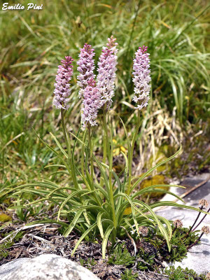 Gymnadenia odoratissima (Regione Lombardia)