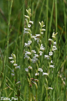 Spirantes aestivalis (Regione Lguria)
