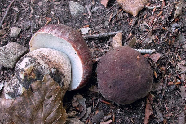Boletus pinophilus Pilat & Dermek (COMMESTIBILE) Foto Emilio Pini