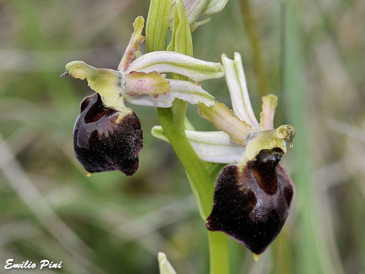 Ophrys exaltata ssp morisii