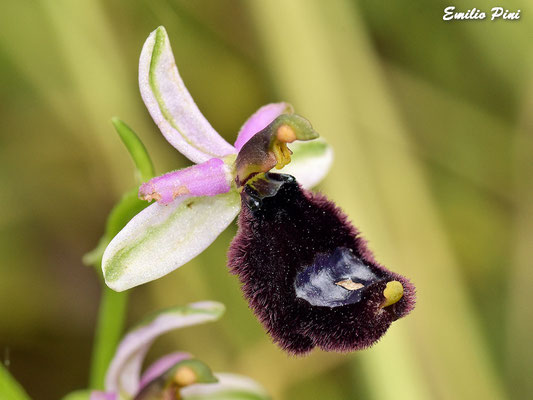 Ophrys bertoloni