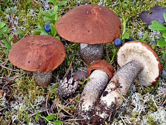 Leccinum vulpinum Watling (COMMESTIBILE) Foto Emilio Pini 