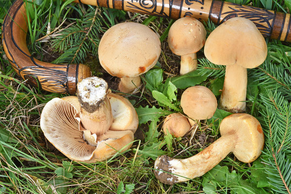 Phaeolepiota aurea (Matt.) Maire 1928 (NON COMMESTIBILE) Foto Emilio Pini