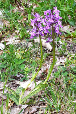 Dactylorhiza sambucina x Dactylorhiza fuksii  Regione Emilia Romagna 