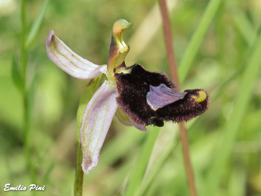 Ophrys bertoloni