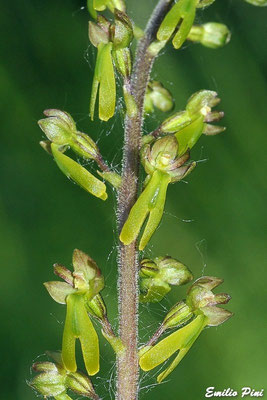 Listera ovata (Regione Lombardia)