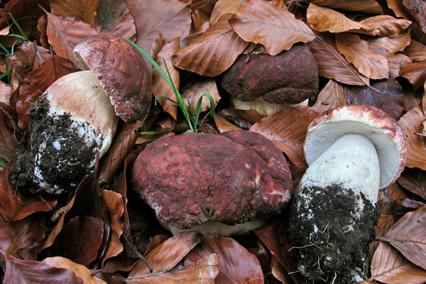 Boletus pinophilus Pilat & Dermek (COMMESTIBILE) Foto Emilio Pini