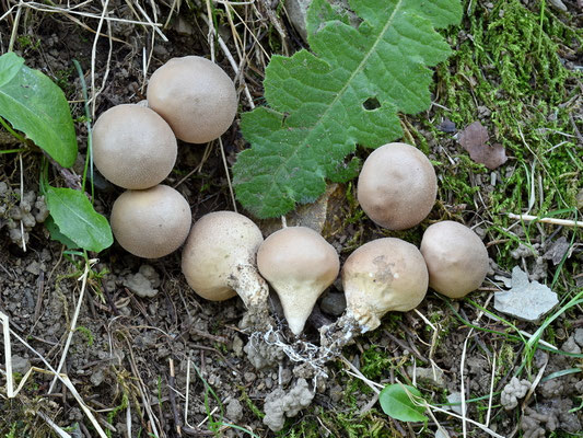 Lycoperdon pyriforme Schaeff. (COMMESTIBILE) Foto Emilio Pini