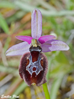Ophrys apulica x Ophrys bertolonii