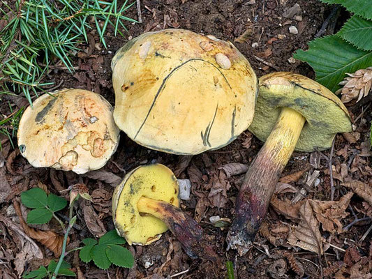 Boletus luridus f. primulicolor Simonini (COMMESTIBILE) Foto Emilio Pini