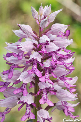 Orchis militaris (Regione Lombardia)