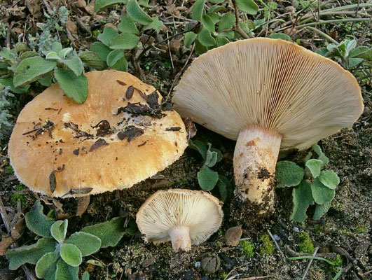 Lactarius tesquorum Malençon (NON COMMESTIBILE) Foto Emilio Pini 