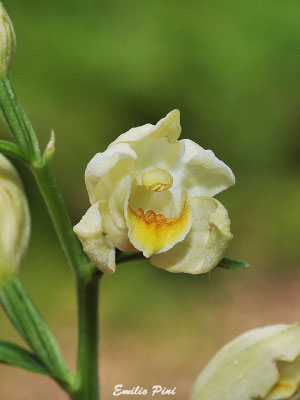 Cephalanthera damasonium (Regione Emilia Romagna)