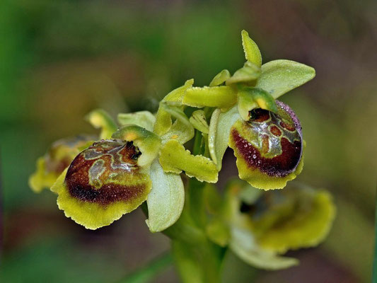Ophrys sphegodes subsp riojana (Regione Toscana)