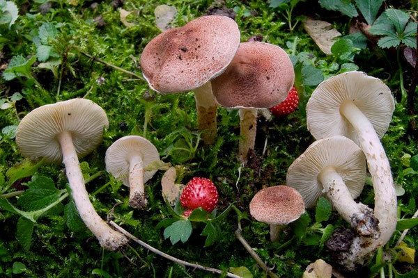 Lepiota subincarnata J.E. Lange (VELENOSO MORTALE) Foto Emilio Pini