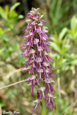 Orchis antropophora x Orchis simia  Regione Piemonte