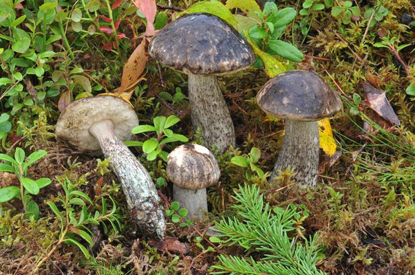 Leccinum variicolor Watling 1969 (COMMESTIBILE) Foto Emilio Pini