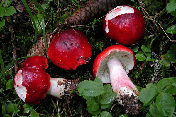 Russula rhodopus Zvára 1927 (NON COMMESTIBILE) Foto Emilio Pini 