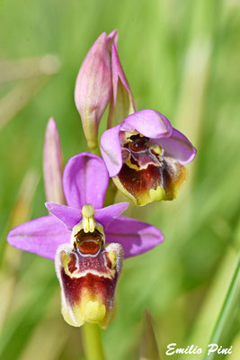 Ophrys apulica x Ophrys neglecta