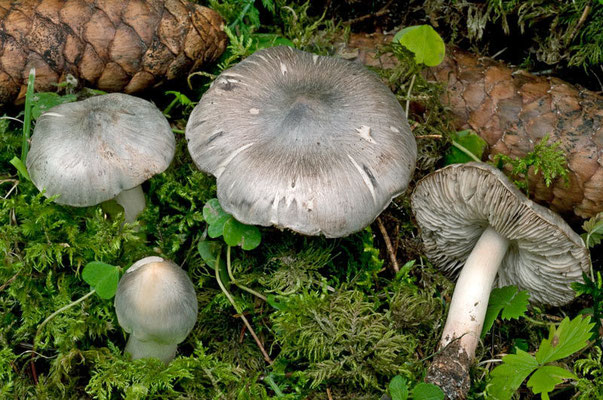 Tricholoma virgatum (Fr.) P. Kumm. 1871 (TOSSICO) Foto Emilio Pini