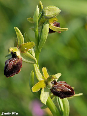 Ophrys maritima