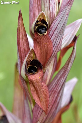 Serapias vomeracea (Regione Liguria)