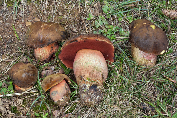 Boletus erythropus Persoon ss. Fries (COMMESTIBILE) Foto Emilio Pini