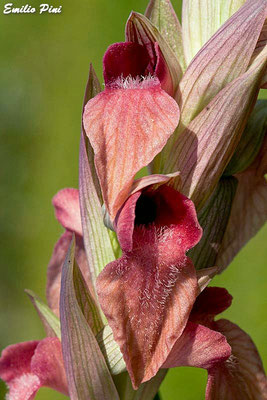 Serapias neglecta (Regione Toscana)