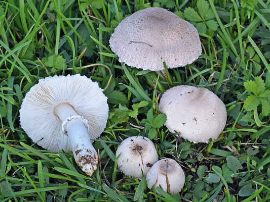 Leucoagaricus barssii (Zeller) Vellinga (NON COMMESTIBILE)  Foto Emilio Pini