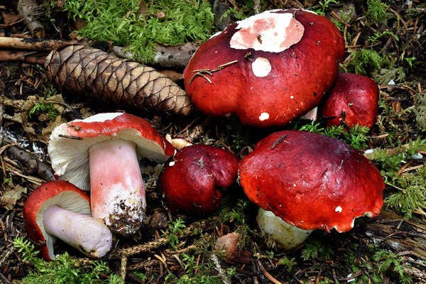 Russula rhodopus Zvára 1927 (NON COMMESTIBILE) Foto Emilio Pini 