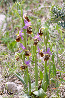 Ophrys apulica