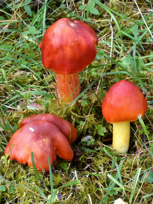 Hygrocybe punicea (Fr.) P. Kumm. (COMMESTIBILE) Foto Emilio Pini 