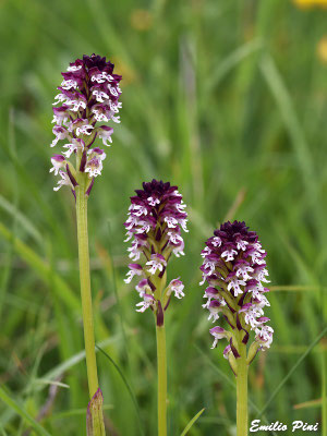 Neotinea ustulata (Regione Abruzzo)