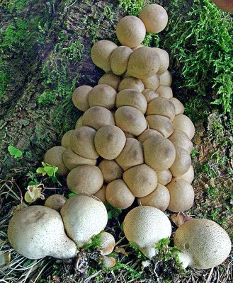 Lycoperdon pyriforme Schaeff. (COMMESTIBILE) Foto Emilio Pini