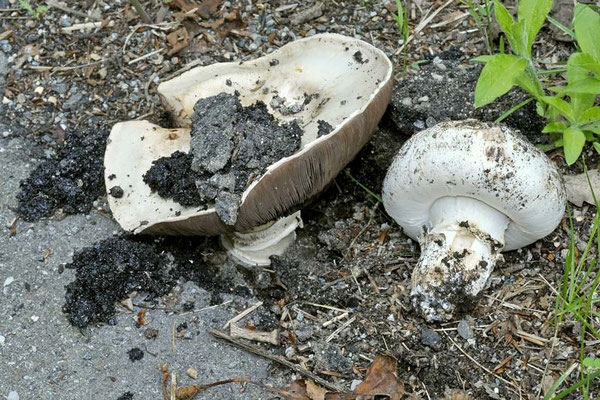 Agaricus bitorquis (Quél.) Saccardo (COMMESTIBILE) Foto Emilio Pini